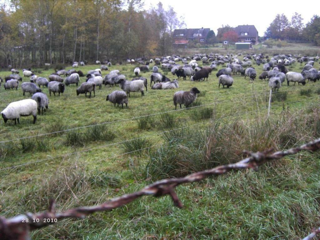 Ferienhaus Huus Ton Witten Barg Undeloh Exterior foto